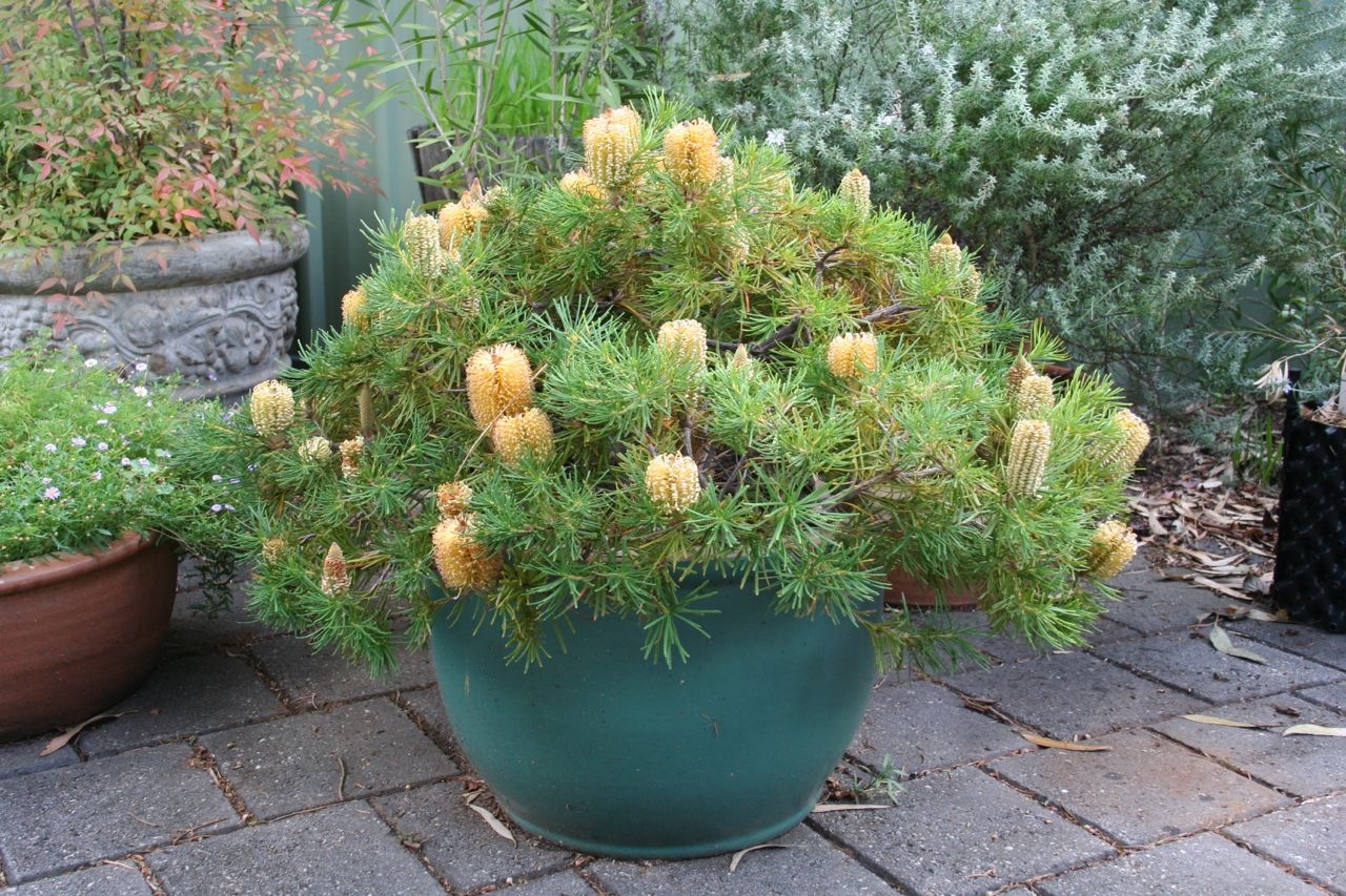 flowering banksia in container